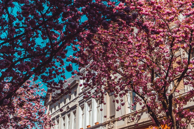 Bonn fassade