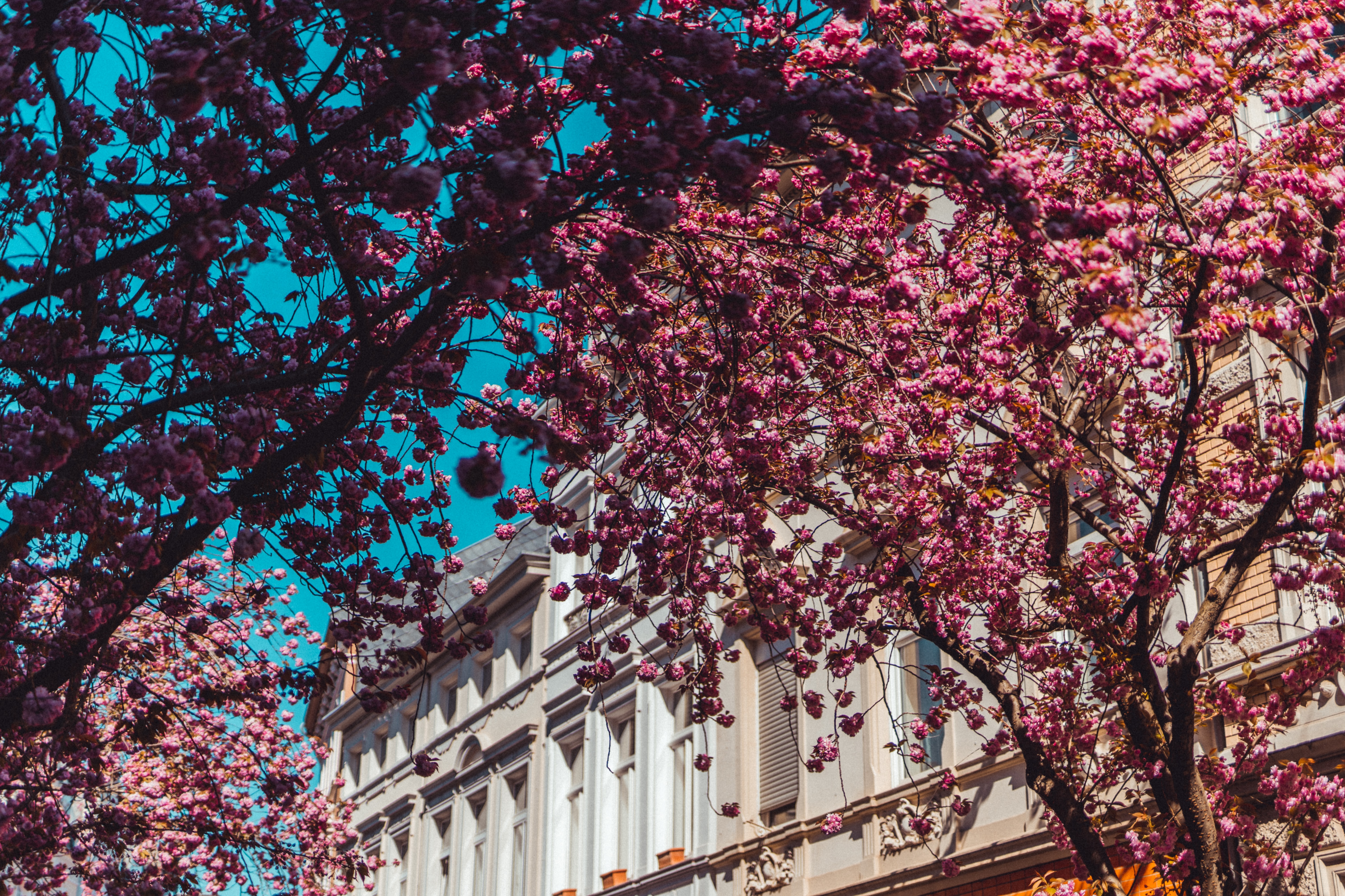 Bonn fassade